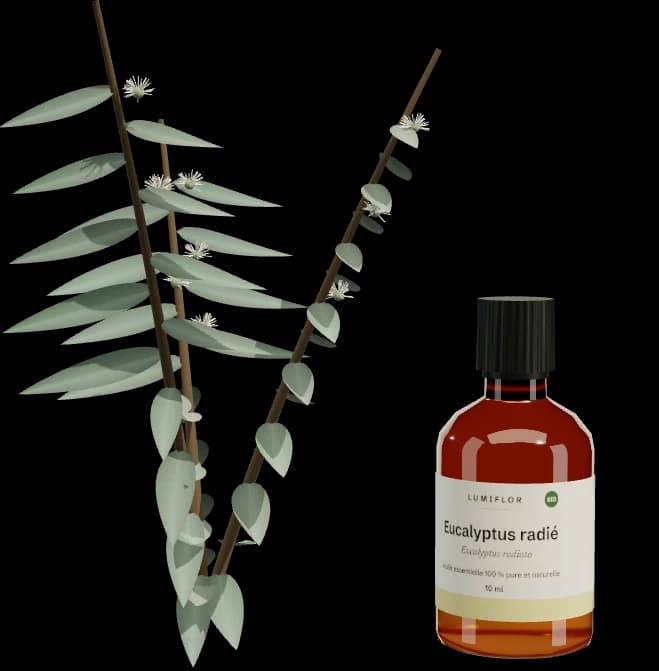Eucalyptus radié en 3D avec son flacon