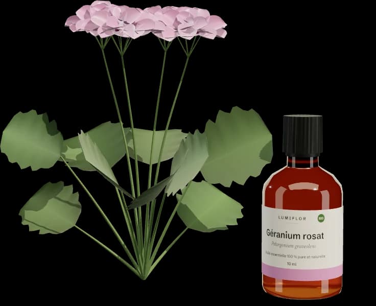 Géranium rosat en 3D avec son flacon
