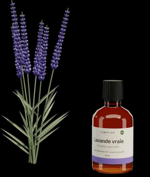 Brins de lavande vraie et flacon Lumiflor