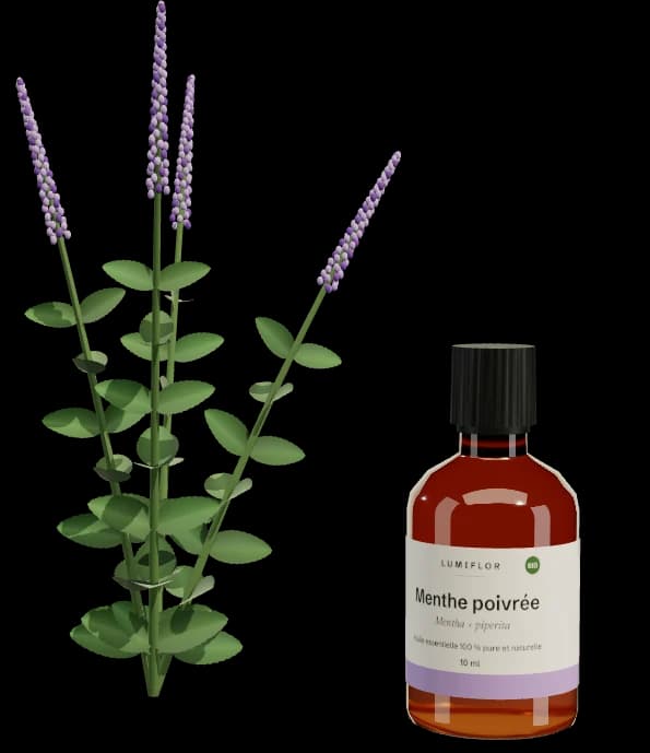 Menthe poivrée, flacon Lumiflor et plante