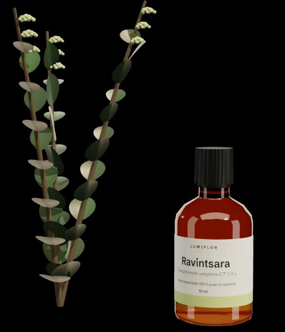 Ravintsara, flacon Lumiflor et plante