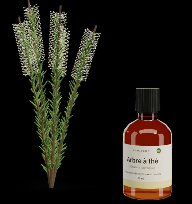 Arbre à thé (tea tree), flacon Lumiflor et plante